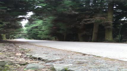 森林里的路面4K实拍视频（3）
