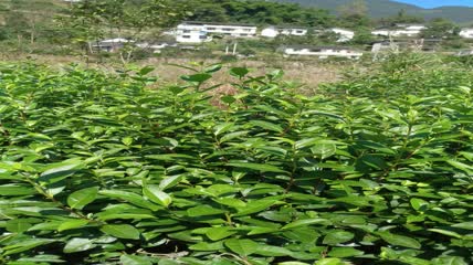 茶园茶叶采摘4K实拍视频（4）