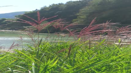河水边的芦苇4K实拍视频（4）