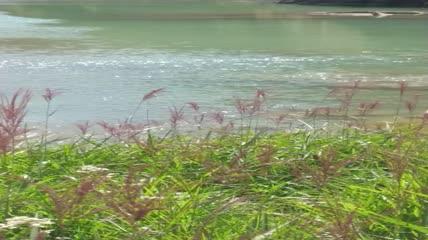河水边的芦苇4K实拍视频（5）