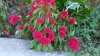 美丽的红色鸡冠花植物4K实拍视频（1）