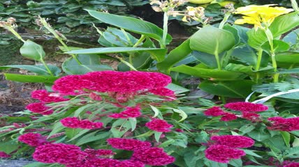 美丽的红色鸡冠花植物4K实拍视频（3）