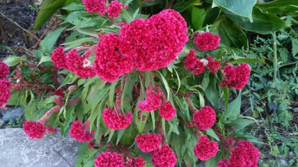 美丽的红色鸡冠花植物4K实拍视频（4）