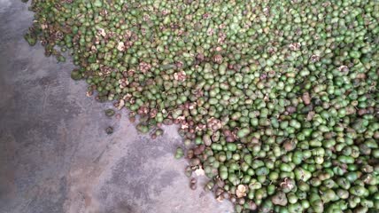 茶籽果实种子4K实拍视频(8)