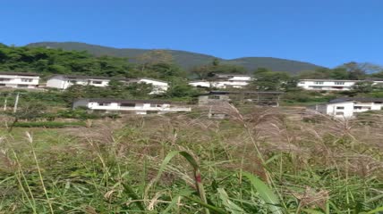 蓝天白云阳光下的唯美芦苇素材4K实拍视频（2）