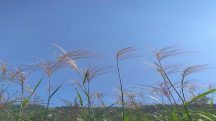 蓝天白云阳光下的唯美芦苇素材4K实拍视频（4）