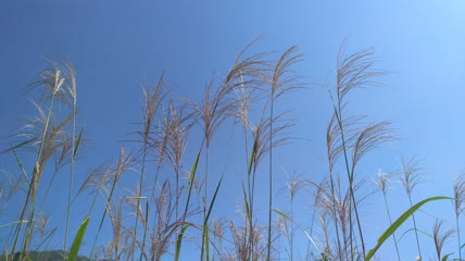 蓝天白云阳光下的唯美芦苇素材4K实拍视频（5）