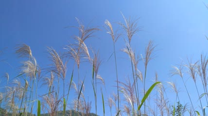 蓝天白云阳光下的唯美芦苇素材4K实拍视频（6）