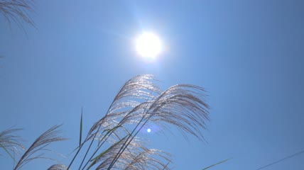 蓝天白云阳光下的唯美芦苇素材4K实拍视频（8）