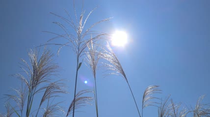 蓝天白云阳光下的唯美芦苇素材4K实拍视频（9）