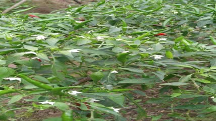 魔鬼辣椒朝天椒食材调味品4K实拍视频（2）