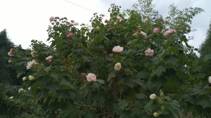 木芙蓉花朵4K实拍视频（1）