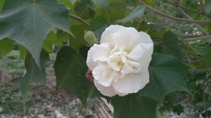 木芙蓉花朵4K实拍视频（2）