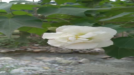 木芙蓉花朵4K实拍视频（3）