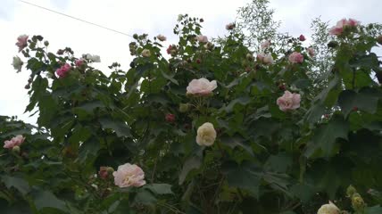 木芙蓉花朵4K实拍视频（4）