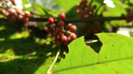 花椒藤椒调味品美食4K实拍视频(2)