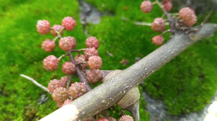 花椒藤椒调味品美食4K实拍视频(4)