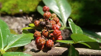 花椒藤椒调味品美食4K实拍视频(5)
