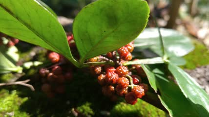 花椒藤椒调味品美食4K实拍视频(7)