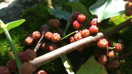 花椒藤椒调味品美食4K实拍视频(13)