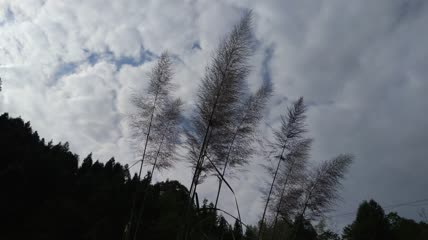 山村阳光下的美丽芦苇素材4K实拍视频（1）
