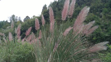 山村阳光下的美丽芦苇素材4K实拍视频（4）