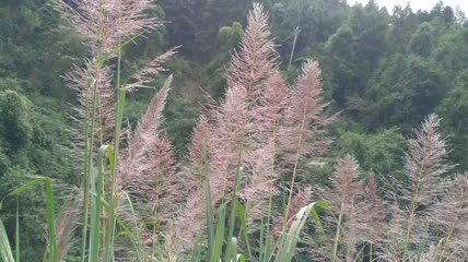 山村阳光下的美丽芦苇素材4K实拍视频（5）