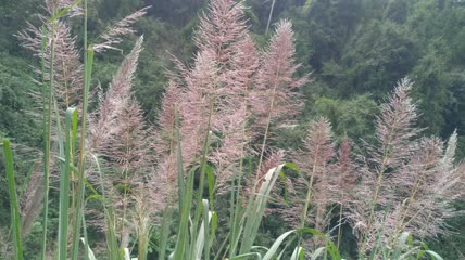 山村阳光下的美丽芦苇素材4K实拍视频（6）