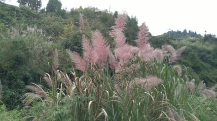 山村阳光下的美丽芦苇素材4K实拍视频（7）
