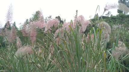 山村阳光下的美丽芦苇素材4K实拍视频（9）