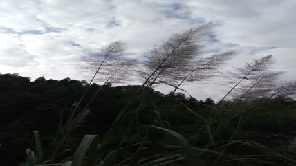 山村阳光下的美丽芦苇素材4K实拍视频（12）
