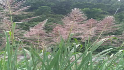 山村阳光下的美丽芦苇素材4K实拍视频（13）