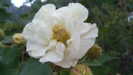 美丽唯美的木芙蓉花朵4K实拍视频（2）