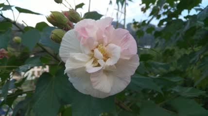 美丽唯美的木芙蓉花朵4K实拍视频（3）
