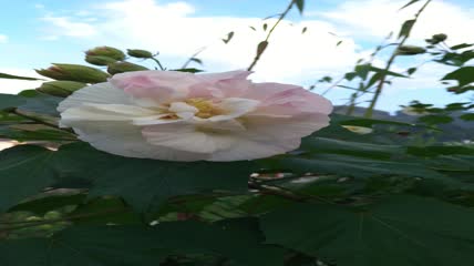 美丽唯美的木芙蓉花朵4K实拍视频（4）