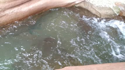 清澈的河水水流4K实拍视频（2）