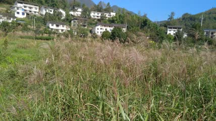 美丽芦苇及农村特色民居4K实拍视频（1）