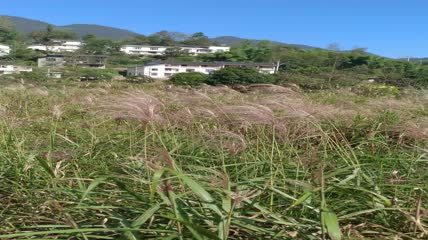 美丽芦苇及农村特色民居4K实拍视频（4）