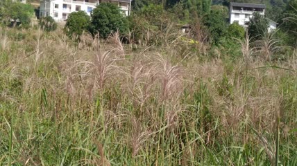 美丽芦苇及农村特色民居4K实拍视频（5）