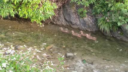 河水水流4K实拍视频素材（3）