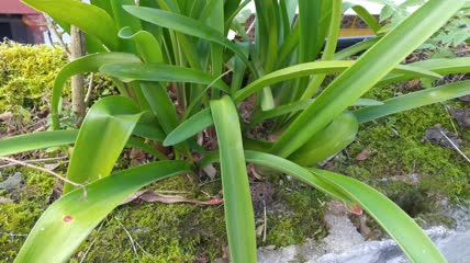药用植物石兰龙舌兰4K实拍视频(1)