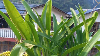 药用植物石兰龙舌兰4K实拍视频(14)
