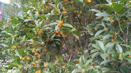 金桂桂花盛开（1）