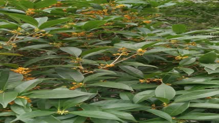金桂桂花盛开（2）