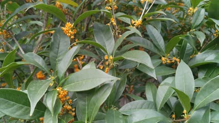 金桂桂花盛开