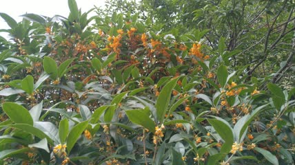 金桂桂花盛开（4）