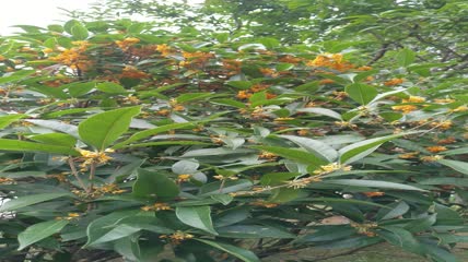 金桂桂花盛开（5）
