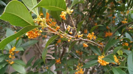 金桂桂花盛开（6）