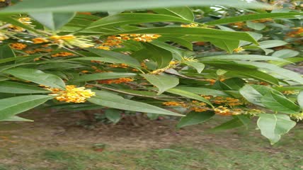 金桂桂花盛开（7）