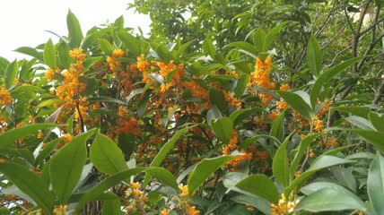 金桂桂花盛开（8）